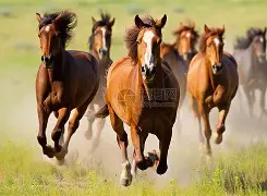 世俱杯赛程-马拉加战胜萨格勒布迪纳摩，士气高涨